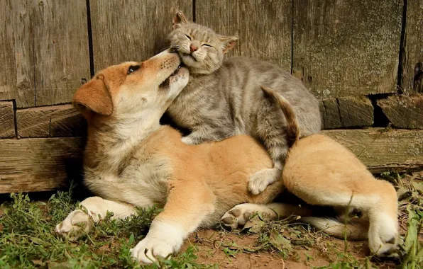 Кошка, кот, собака, дружба, друзья
