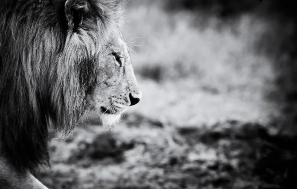 Картинка животное, лев, черно-белое, animals, lion