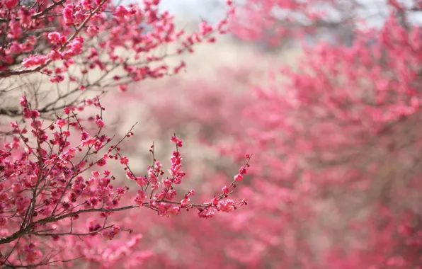 Цветы, ветки, природа, фон, розовый, фокус, весна, Сакура