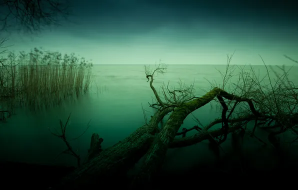 Картинка зеленый, озеро, фон, дерево, сумерки