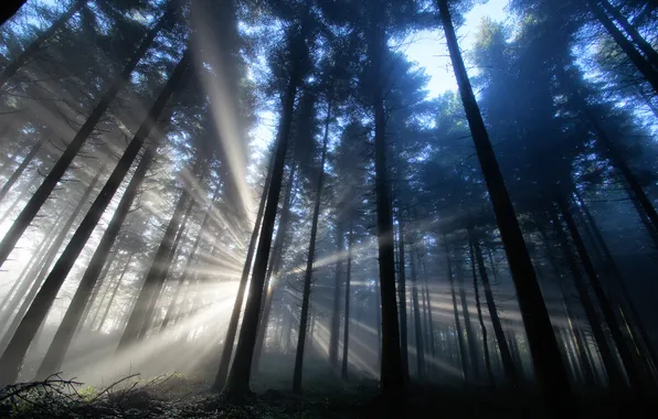 Картинка лес, лучи, свет, природа