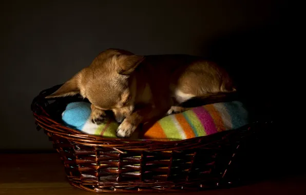 Картинка дом, собака, Chihuahua