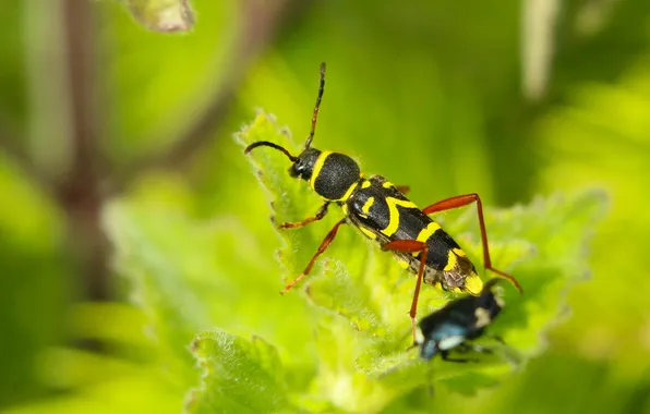 Black, yellow, insect