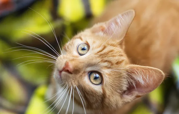 Кошка, взгляд, поза, котенок, рыжий, плед, мордашка, ракурс
