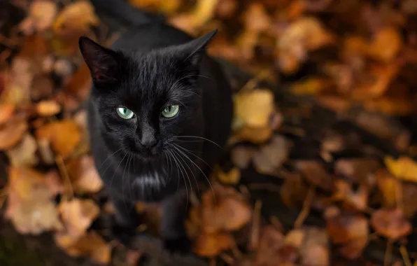 Осень, кошка, кот, взгляд, морда, природа, листва, черный