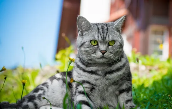 Картинка кошка, трава, кот, цветы, лежит