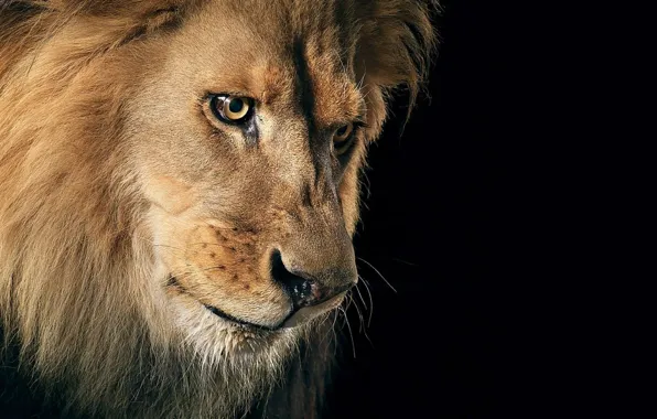 Картинка кошка, взгляд, хищник, лев, грива, царь зверей, зверь