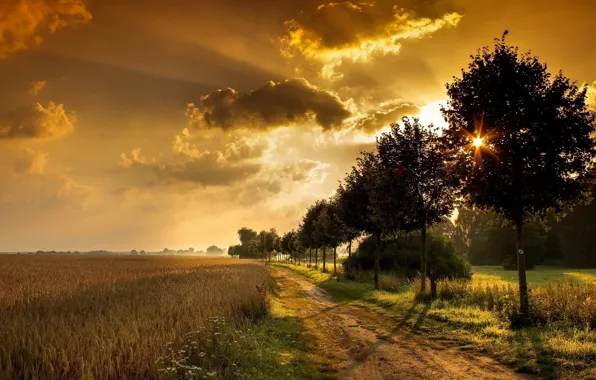 Картинка sunset, road, through trees, Wheat Fields