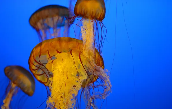 Картинка море, медузы, под водой, много