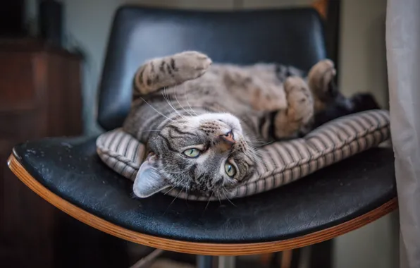 Картинка кошка, кот, релакс, мордочка, стул, расслабон, котейка