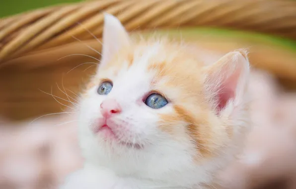 Кошка, трава, взгляд, котенок, корзина, портрет, размытие, малыш