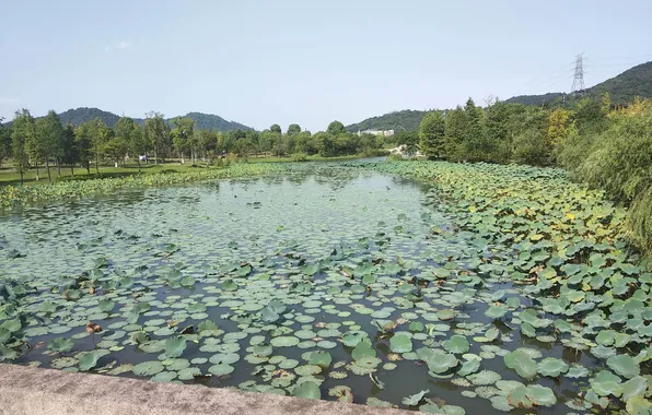 Holidays, lake, lotus