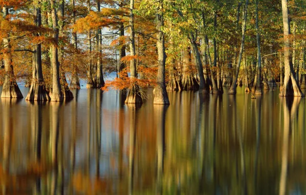 Осень, вода, деревья, природа, река, фото