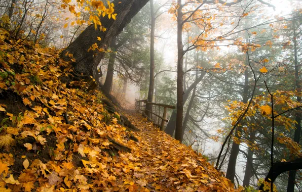 Осень, природа, парк