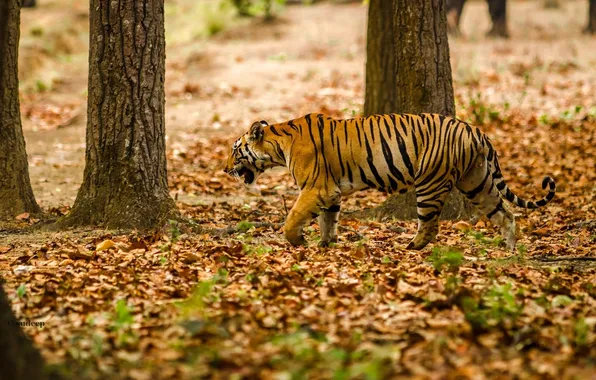 Картинка полоски, хищник, маскировка, прогулка, дикая кошка, бенгальский тигр