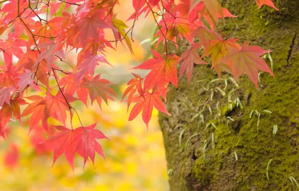 Картинка Макро, Природа, Фото, Дерево, Осень, Листья, Ветки