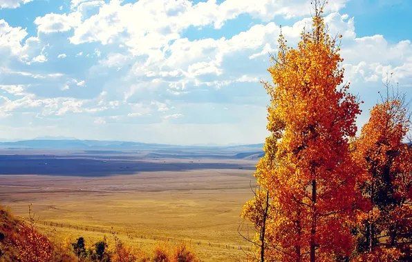 Картинка поле, осень, облака, деревья, листва, вид, желтая