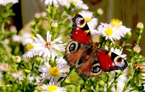 Flower, butterfly, color, insect, blooming