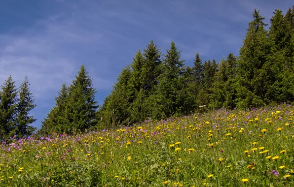 Деревья, цветы, Швейцария, луг, Switzerland, Eggenschwand