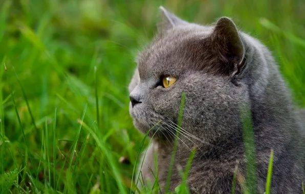 Кошка, кот, морда, портрет, британский