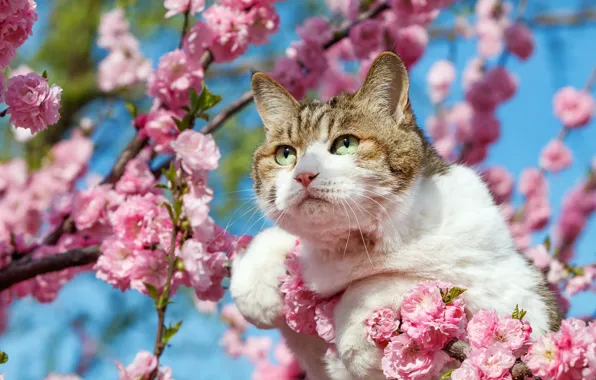 Кошка, кот, взгляд, морда, свет, цветы, ветки, дерево