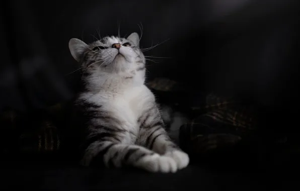 Кошка, кот, взгляд, поза, темный фон, портрет, лежит, плед