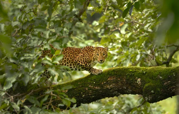 Леопард, Деревья, Листья, Leopard, Trees, Leaves, Wildlife, Дикая Природа