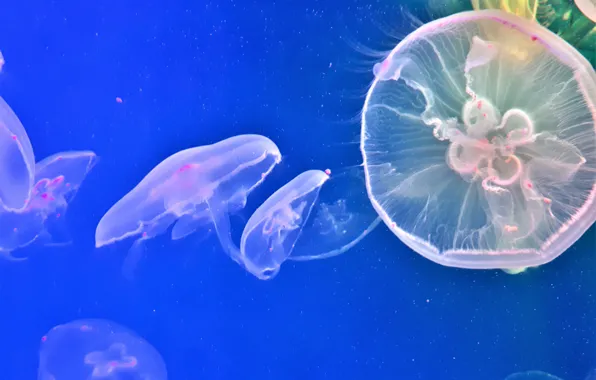 Вода, медузы, морские жители