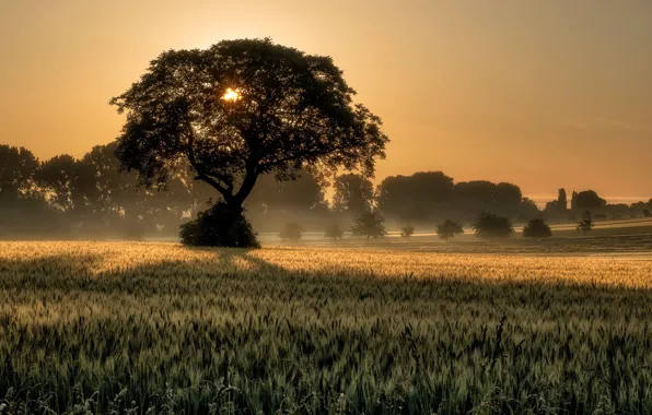 Картинка trees, nature, sunset