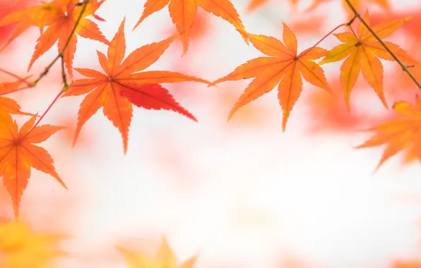 Картинка осень, листья, свет, обои, клен, блик