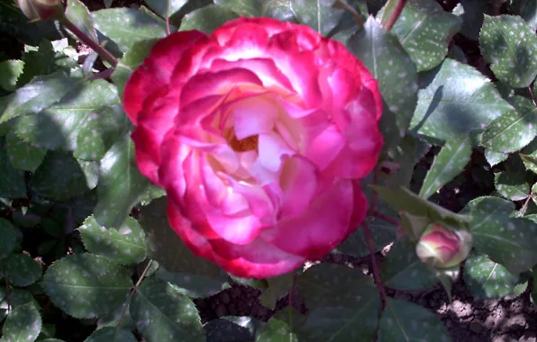 Rose, paris, beautiful, roseraie