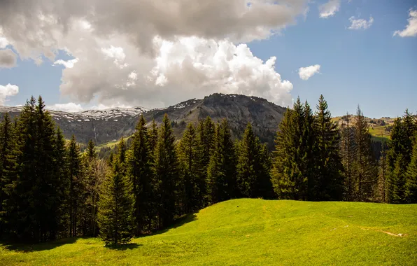 Картинка grass, forest, sky, photography, trees, field, landscape, nature