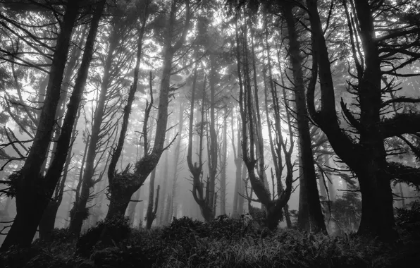 Лес, деревья, природа, туман, чёрно-белое, Орегон, USA, США