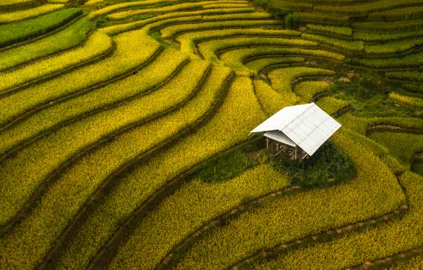 Rice, plantation, roof