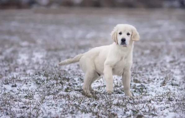 Картинка зима, поле, белый, взгляд, снег, поза, лапа, собака