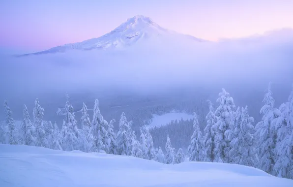 Картинка зима, лес, снег, рассвет, гора, утро, ели, Орегон