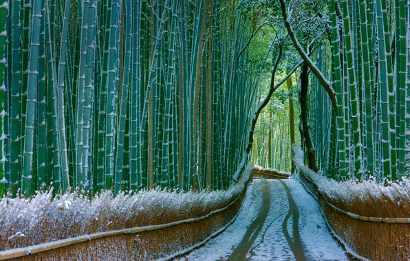 Дорога, снег, бамбук, Япония, Киото, Арасияма