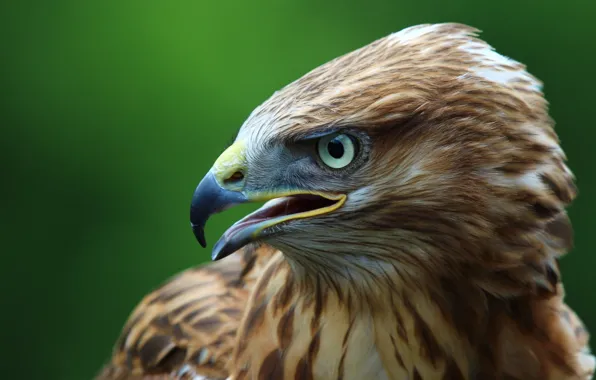 Sky, birds, Buzzard