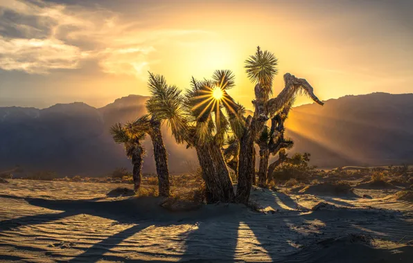 Солнце, деревья, горы, пустыня, Joshua Tree