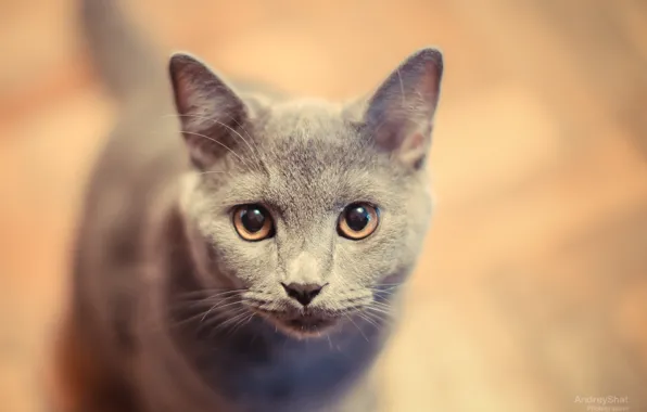 Картинка кошка, кот, котенок, британец, русский голубой