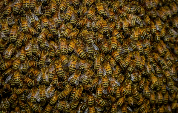 Картинка природа, пчелы, насекомое, рой