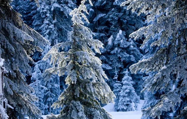 Картинка зима, лес, снег, зимний, ель, сугробы, ёлки, сказочный