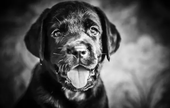 Взгляд, друг, собака