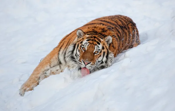 Картинка язык, взгляд, снег, тигр, обои, лежит, полосатый, смотрит