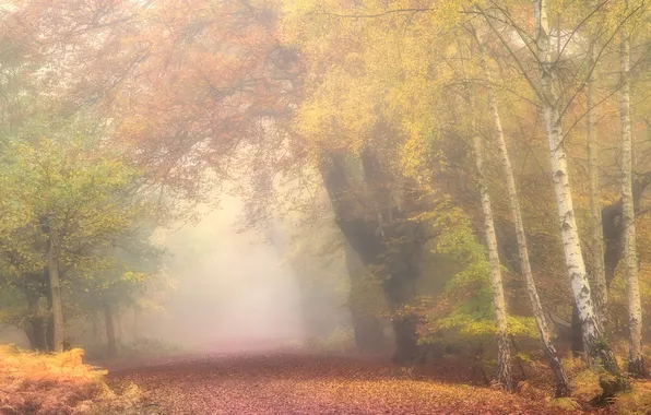 Картинка осень, туман, парк