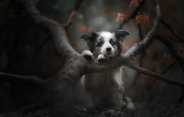 Картинка осень, ветки, дерево, собака, грустный взгляд, мордашка, боке, пёсик