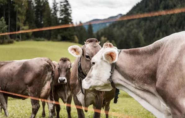 Field, wire, cows