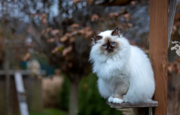 Осень, кошка, белый, кот, взгляд, ветки, природа, поза