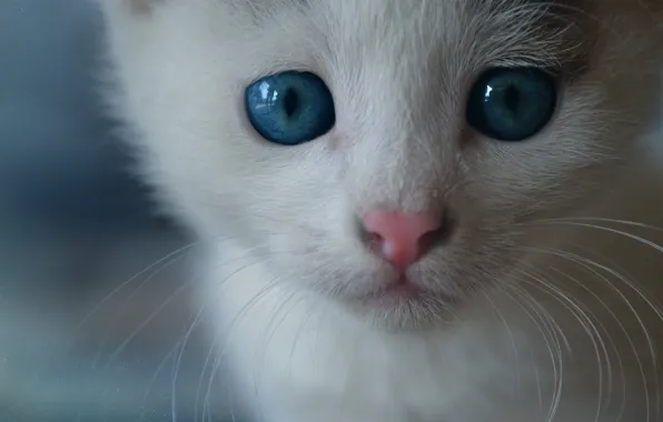 Картинка кошка, кот, усы, морда, мордочка, котёнок, голубые глаза