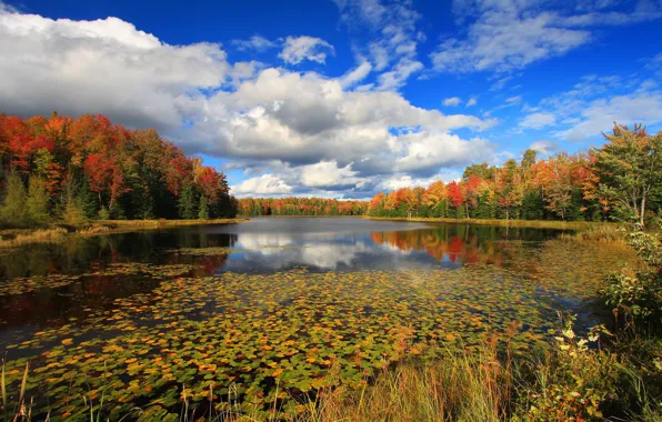 Картинка осень, лес, облака, озеро, фото